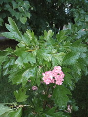 Crataegus × mordenensis