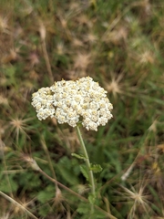 Achillea odorata