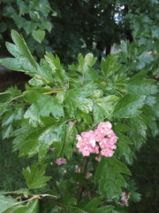 Crataegus × mordenensis