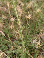 Achillea odorata