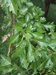Crataegus × mordenensis