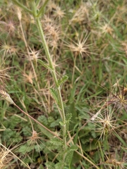 Achillea odorata