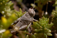 Oedipoda caerulescens