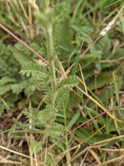 Achillea odorata