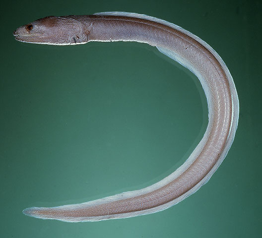 False Moray