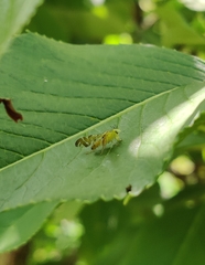 Strauzia longipennis