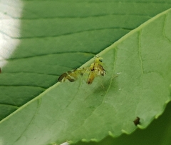 Strauzia longipennis