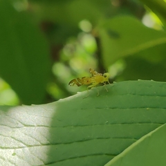 Strauzia longipennis