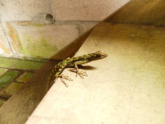 Anolis aequatorialis