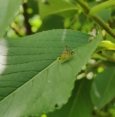 Strauzia longipennis
