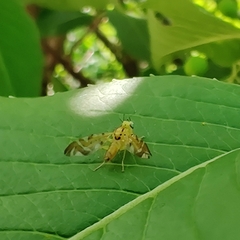 Strauzia longipennis