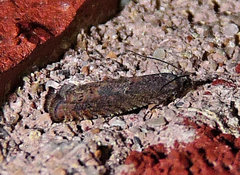 Pseudexentera mali