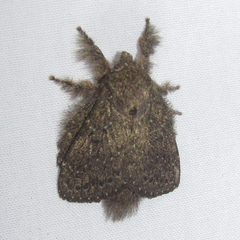 Euglyphis melancholica
