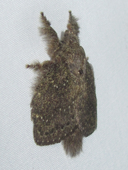 Euglyphis melancholica