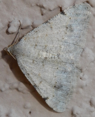 Digrammia pallidata