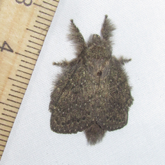 Euglyphis melancholica