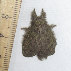 Euglyphis melancholica