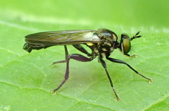 Eudioctria albius