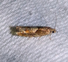 Pseudexentera mali