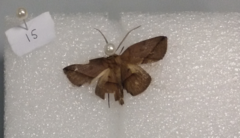 Ugia purpurea