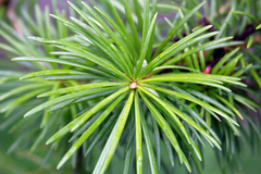 Cathaya argyrophylla