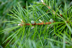 Cathaya argyrophylla