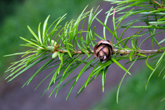 Cathaya argyrophylla