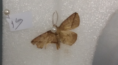 Ugia purpurea