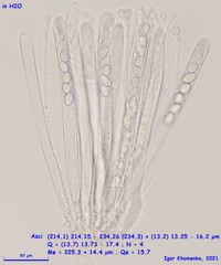 Peziza ampliata