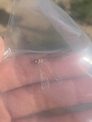 Clathroneuria coquilletti