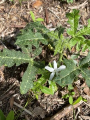 Cnidoscolus stimulosus image