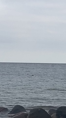 Phoca vitulina