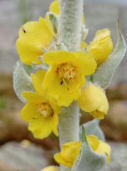 Verbascum bombyciferum