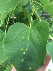 Eriophyes exilis