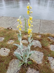 Verbascum bombyciferum