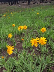 Arnica fulgens