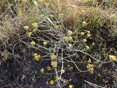 Helichrysum anomalum