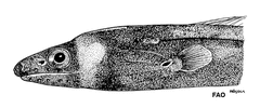 Collared Eel photo 3