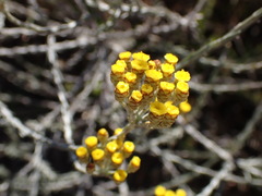 Helichrysum anomalum