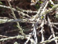 Helichrysum anomalum