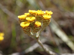 Helichrysum anomalum
