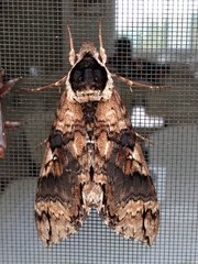Manduca morelia