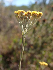 Helichrysum anomalum