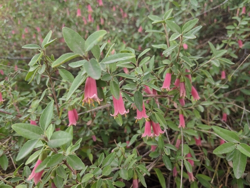 Roundleaf snowberry (Symphoricarpos rotundifolius)