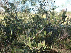 Gymnosporia elliptica