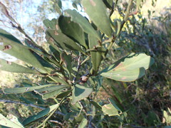 Gymnosporia elliptica