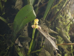 Maxillaria porrecta