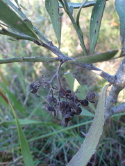 Gymnosporia elliptica