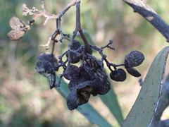 Gymnosporia elliptica