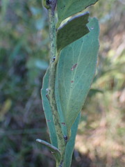 Gymnosporia elliptica
